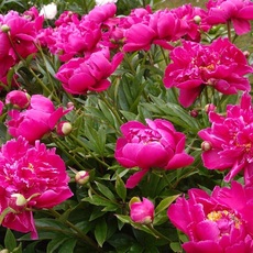 Банкер хилл - лпх-первомайское.рф