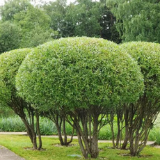 Ива шаровидная козья - лпх-первомайское.рф