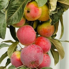 Созвездие - лпх-первомайское.рф