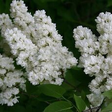 Память о Колесникове (нет в наличии) - лпх-первомайское.рф