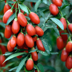 Нью Биг - лпх-первомайское.рф