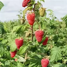 Малина Самохвал - лпх-первомайское.рф