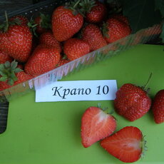 Клубника КРАПО 10 - лпх-первомайское.рф