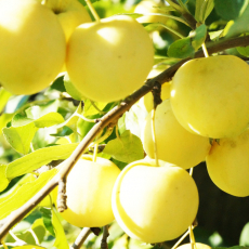 Яблоня Ранет медовый (нет в наличии) - лпх-первомайское.рф