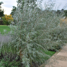  Ива Лохолистная   - лпх-первомайское.рф