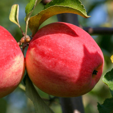 Яблоня Мамины стаканчики - лпх-первомайское.рф