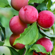 Содружество - лпх-первомайское.рф