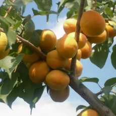 Абрикос Медовый - лпх-первомайское.рф