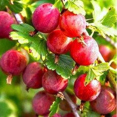 Колобок (нет в наличии) - лпх-первомайское.рф