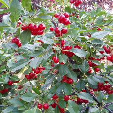 Севастьяновская ( нет в наличии) - лпх-первомайское.рф