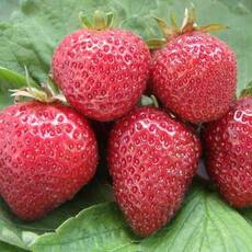 Клубника Флоренс - лпх-первомайское.рф