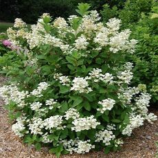 Гортензия "Эрли гарри" ( нет в наличии) - лпх-первомайское.рф