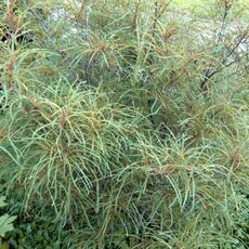 Крушина - лпх-первомайское.рф