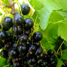 Смородина Селеченская - лпх-первомайское.рф