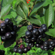 Арония (Амит) - лпх-первомайское.рф