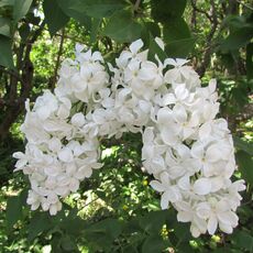 Весталка( нет в наличии) - лпх-первомайское.рф