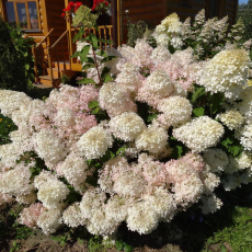 Гортензия "Фантом" - лпх-первомайское.рф