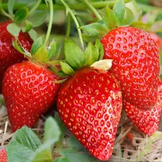 Клубника Нелли - лпх-первомайское.рф