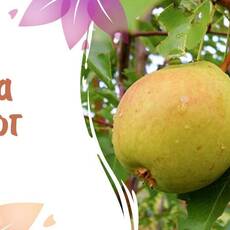 Груша Сварог - лпх-первомайское.рф