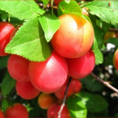  Егоровна - лпх-первомайское.рф