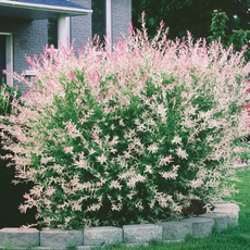 Ива Хакуро нишики - лпх-первомайское.рф