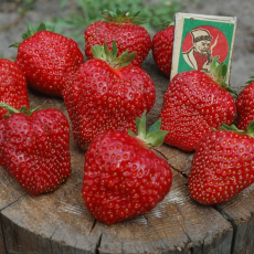  Клубника Флорина (нет в наличии) - лпх-первомайское.рф