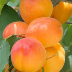 Абрикос Королевский - лпх-первомайское.рф