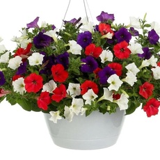 Петуния ампельная(нет в наличии) - лпх-первомайское.рф