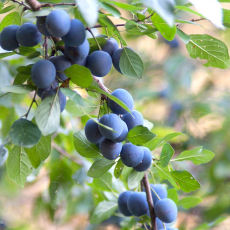 Тёрн - лпх-первомайское.рф