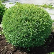 Ива шаровидный карлик - лпх-первомайское.рф