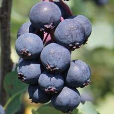 Нортлайн (нет в наличии) - лпх-первомайское.рф