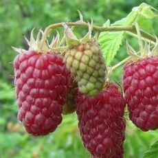 Малина Лячка - лпх-первомайское.рф