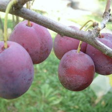 Венгерка Уральская - лпх-первомайское.рф