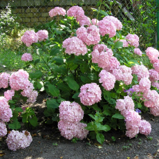 Гортензия древовидная ( Баблгам) 4х лет - лпх-первомайское.рф