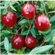 Ховес - лпх-первомайское.рф