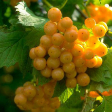 Ксантокарпум (нет в наличии) - лпх-первомайское.рф