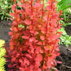 Оранж рокет - лпх-первомайское.рф