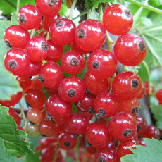 Смородина Сахарная - лпх-первомайское.рф