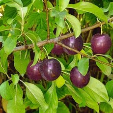 Опата - лпх-первомайское.рф