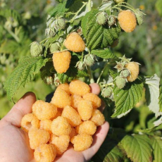 Малина Утренняя роса ( нет в наличии) - лпх-первомайское.рф