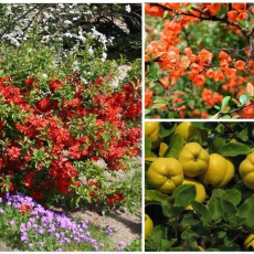 Айва японская " Файр Дэнс" - лпх-первомайское.рф