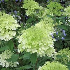 Гортензия "Гринспайер" - лпх-первомайское.рф