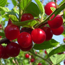 Натали (нет в наличии) - лпх-первомайское.рф