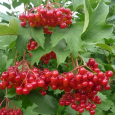 Жолобовская (нет в наличии) - лпх-первомайское.рф