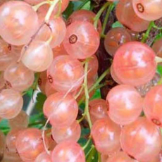 Смородина Роза чаир  - лпх-первомайское.рф