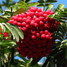 Алая крупная - лпх-первомайское.рф