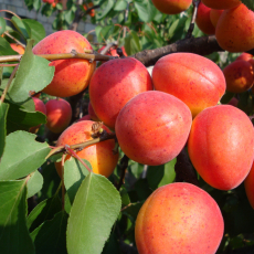 Абрикос Огни Челябинска - лпх-первомайское.рф