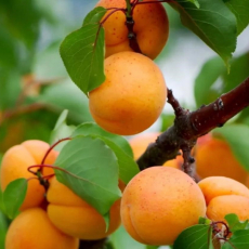 Абрикос Уралец (нет в наличии) - лпх-первомайское.рф