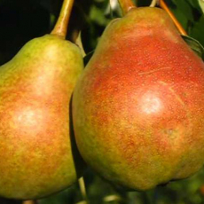 Груша Фаворитка - лпх-первомайское.рф