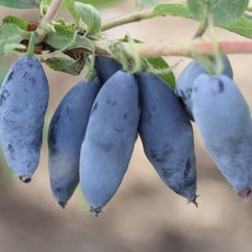 Ребекка  - лпх-первомайское.рф